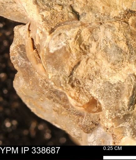 undet. Mollusca