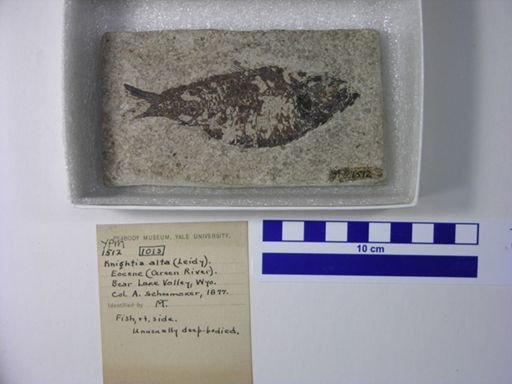 Knightia alta