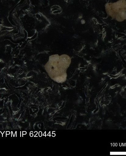 undet. Rugoglobigerinidae