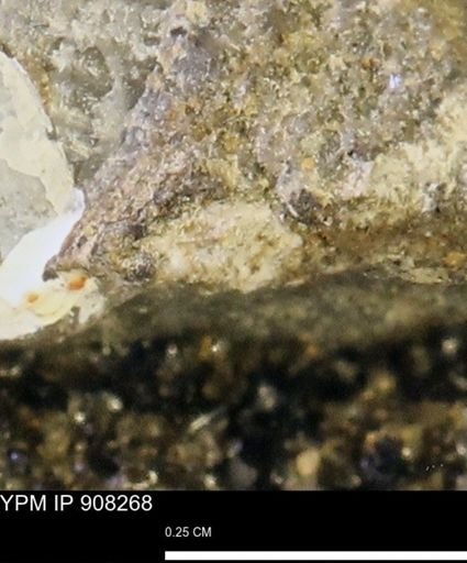 undet. Mollusca