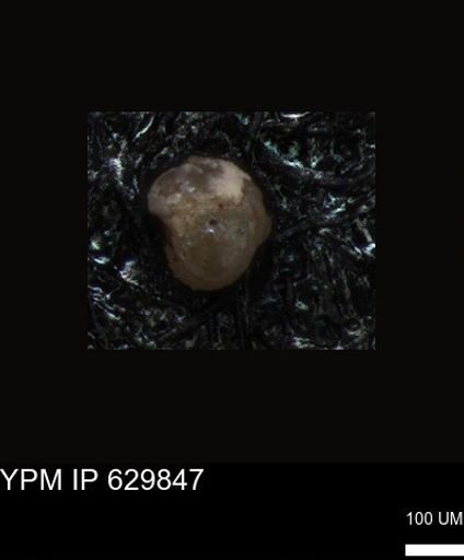 undet. Foraminiferida