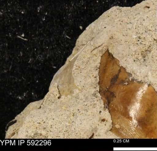 undet. Mollusca
