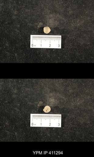 Euphemites carbonarius