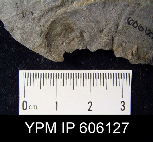 Orbiculoidea sp.