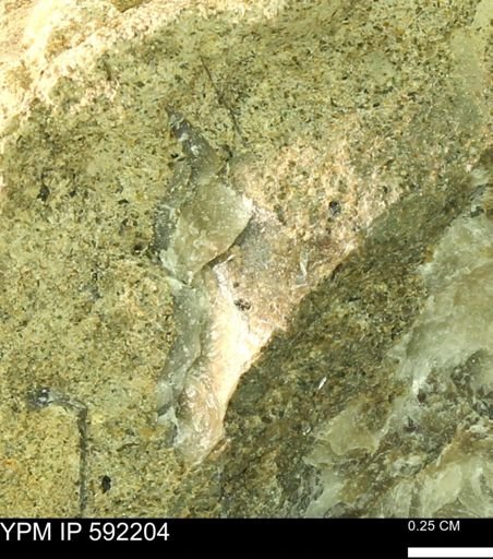 Ostrea translucida?