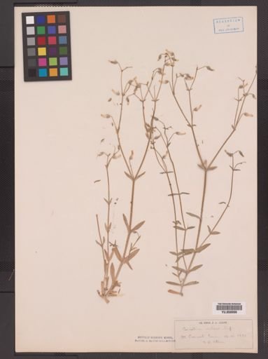 Cerastium nutans