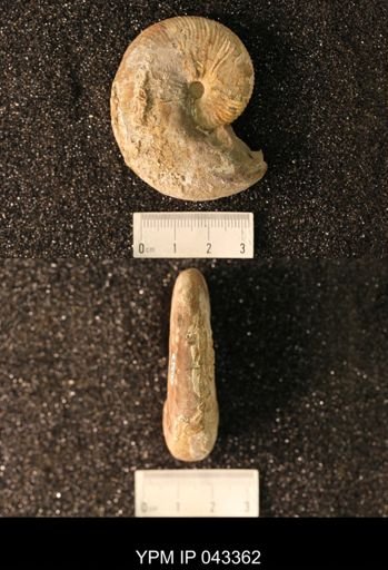 Hoploscaphites nicolletii