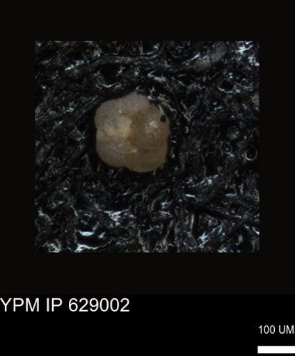 undet. Foraminiferida