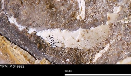 undet. Mollusca