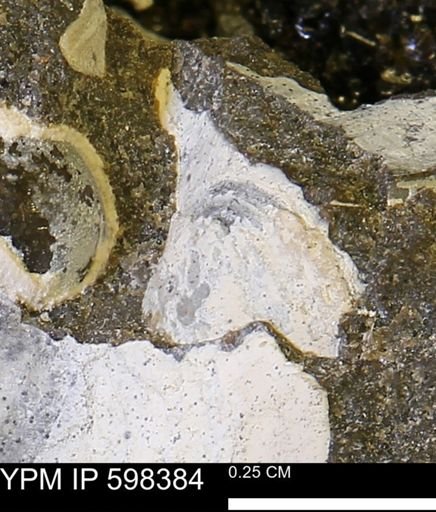 undet. Mollusca