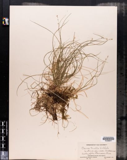 Carex disperma