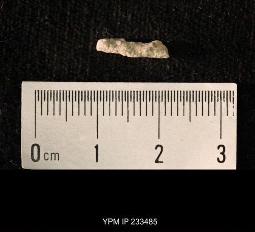 Archaeocidaris sp.