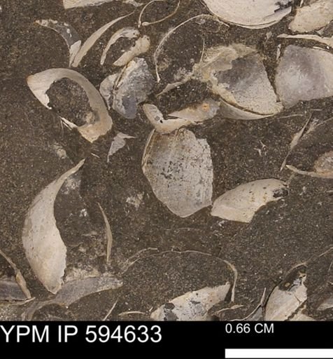 Protocardia sp.