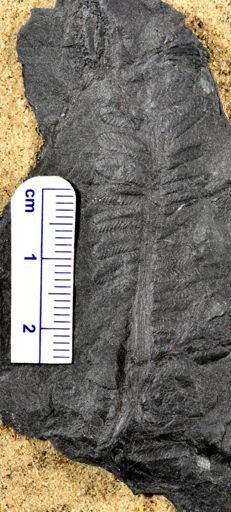 Pecopteris sp.