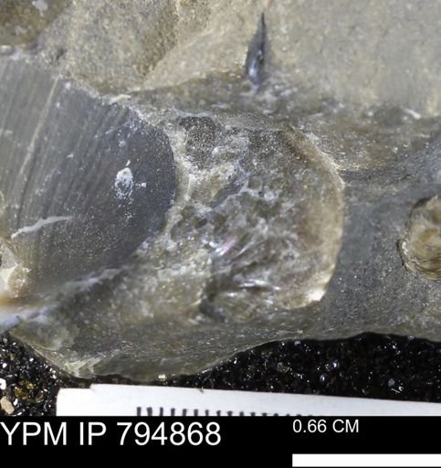 undet. Mollusca