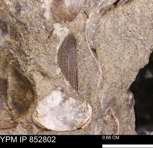 Limopsis striatopunctatus