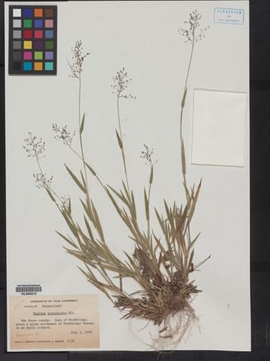 Panicum lanuginosum