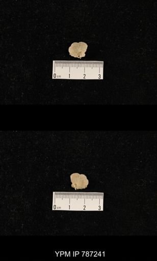 undet. Brachiopoda