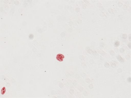 Paramecium calkinsi