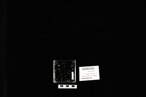 Ameerega trivittata