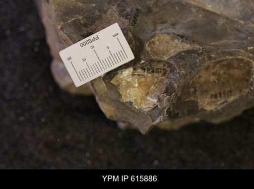Inoceramus sp.