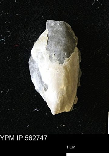 Pseudoptera sp.