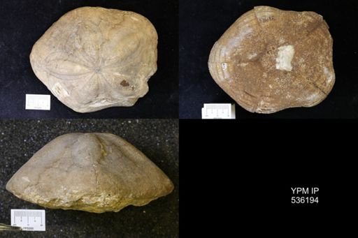 Clypeaster sp.