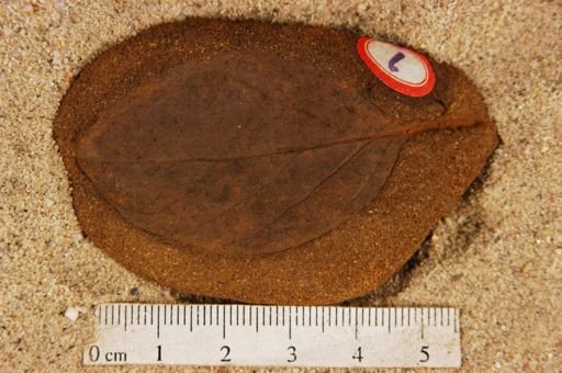 Populus kansaseana