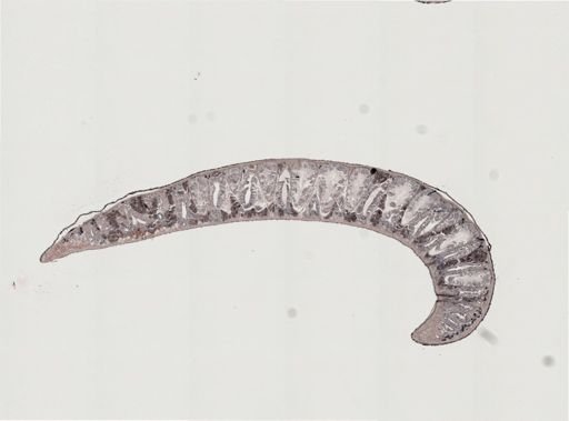 Procerodes littoralis