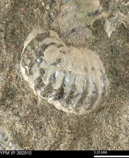 Scaphites sp.
