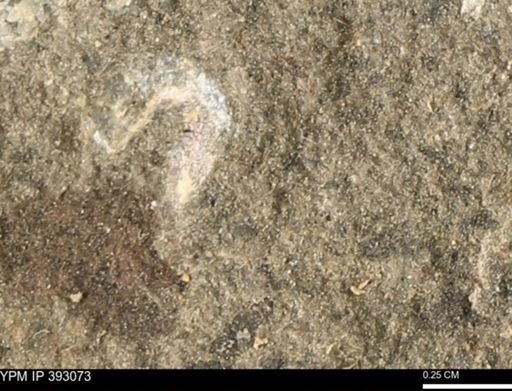 Scaphites sp.