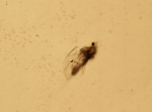 Daphnia
