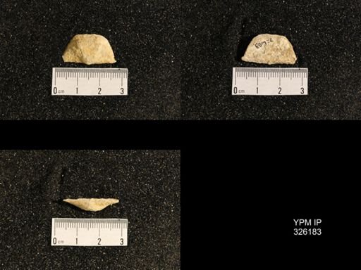 Neochonetes sp.
