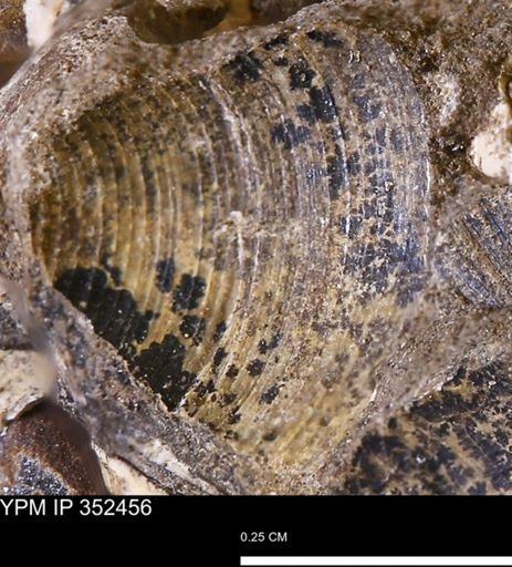 Limopsis striatopunctatus