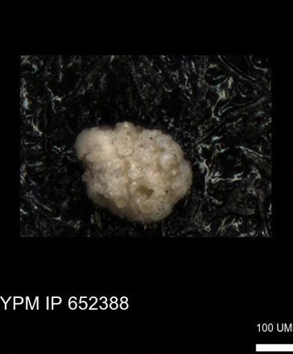 undet. Foraminiferida