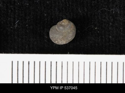 Viviparus montanaensis