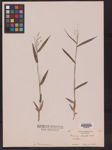 Panicum boreale