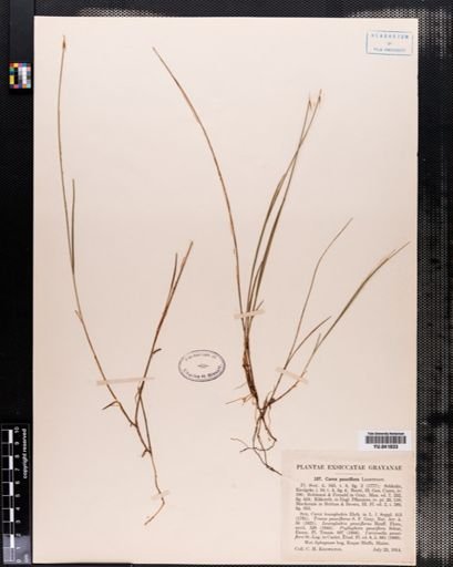 Carex pauciflora