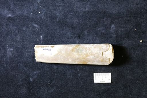 Baculites sp.