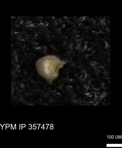 undet. Foraminiferida