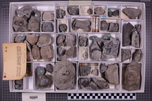 mixed taxa, stratigraphic collection