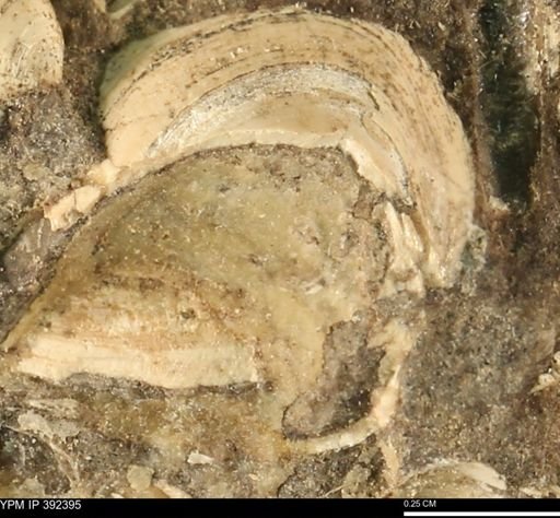 Protocardia subquadrata