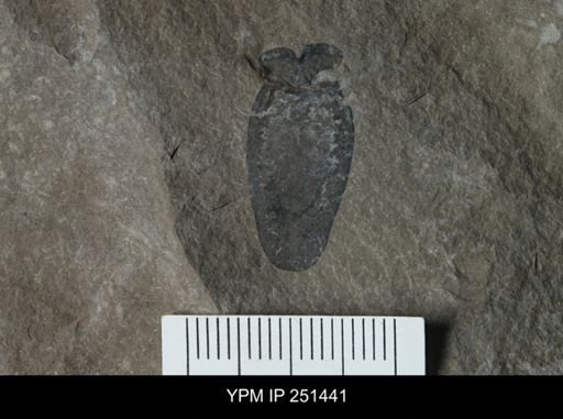 Eurypterus