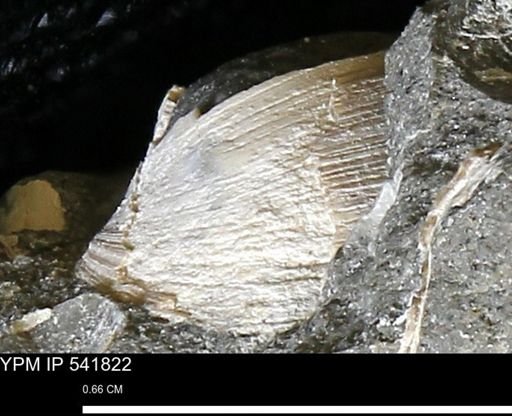 Limopsis striatopunctatus