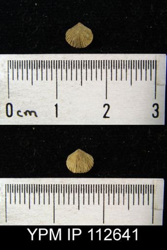 Zygospira cincinnatiensis