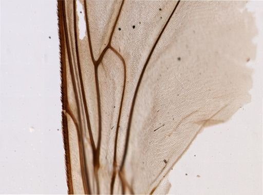 Glossina palpalis