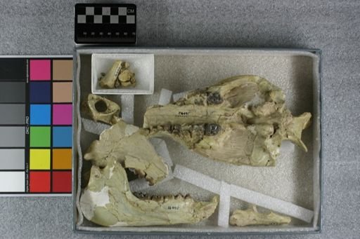 Perchoerus probus