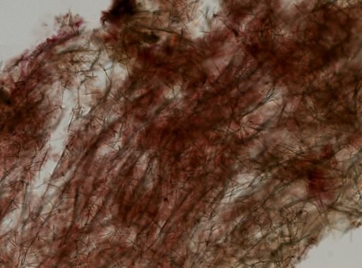 Haliclonidae