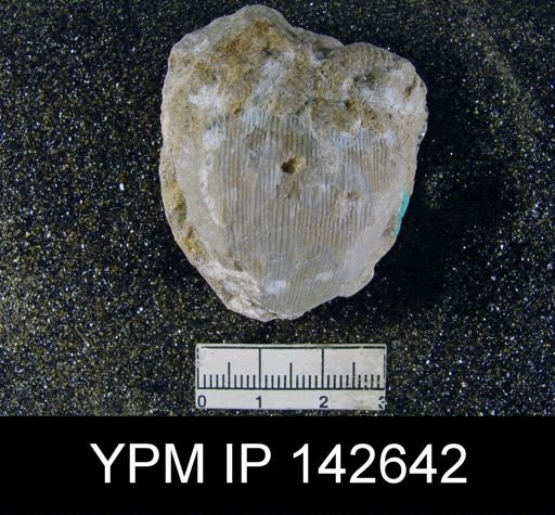 Productus cora