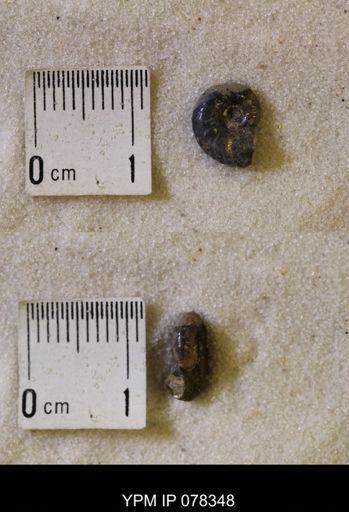 Hoploscaphites nicolletii